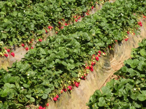 Strawberry fields